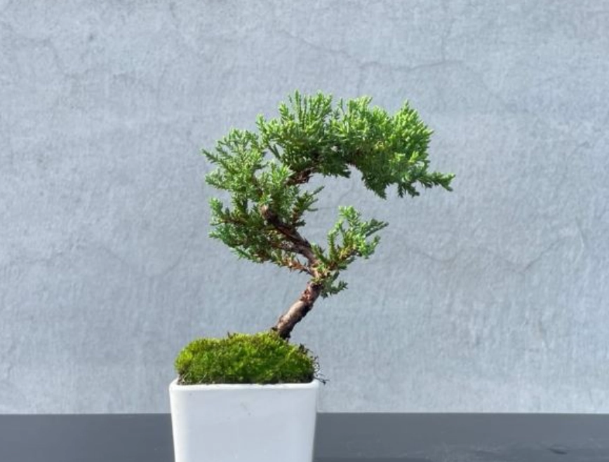 珍珠柏養護要點