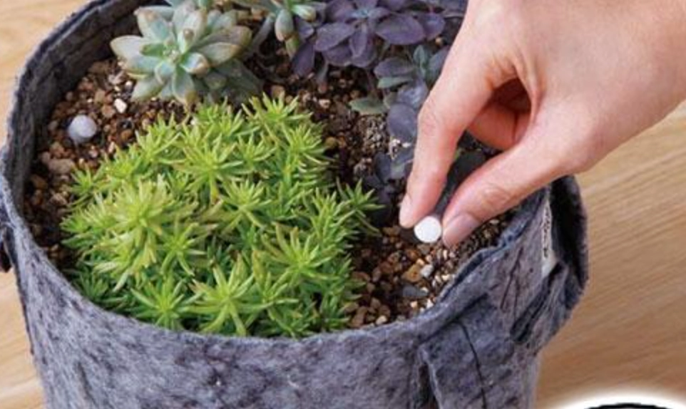 多肉植物施肥技巧