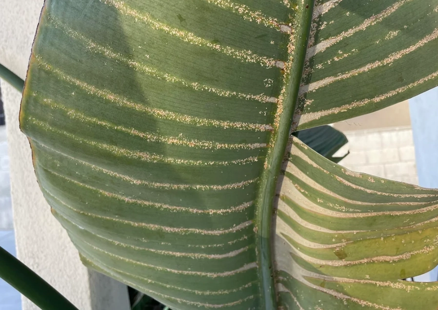 天堂鳥病蟲害防治