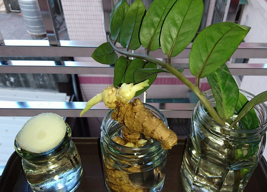 水培金錢樹方法