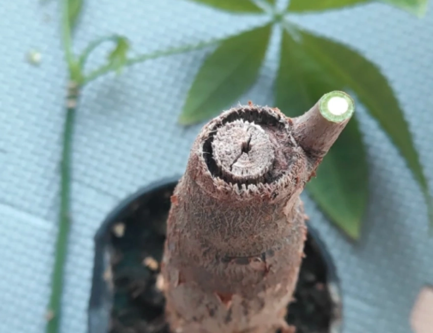 發財樹照顧技巧