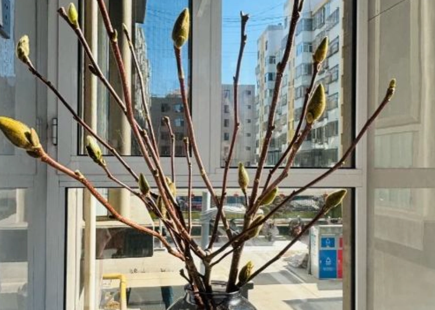 玉蘭花 不開花 原因