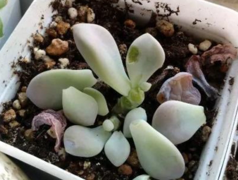 多肉掉葉子原因