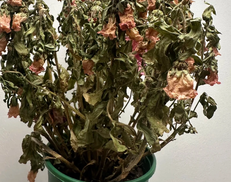 如何避免養死植物