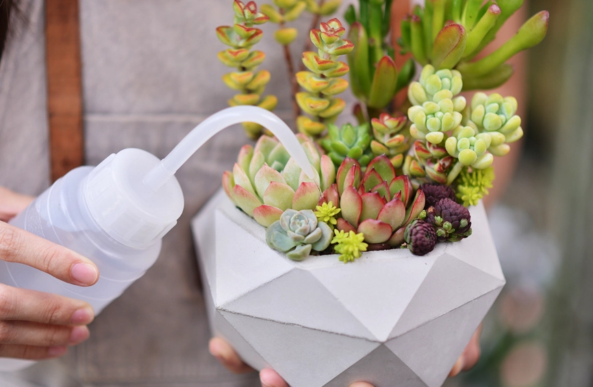 夏天多肉植物照顧