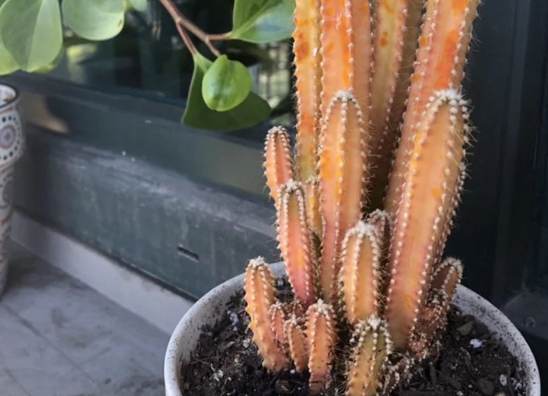 仙人掌養護技巧