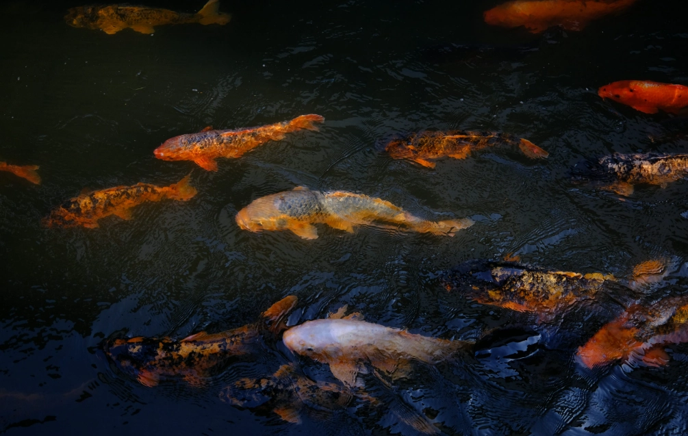 魚池很多魚 夢境意義