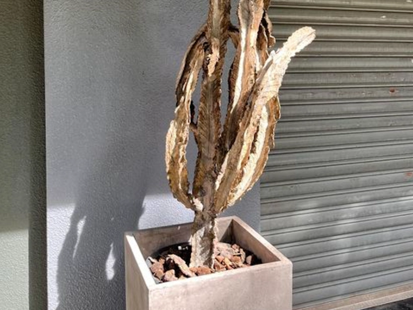 如何避免養死植物