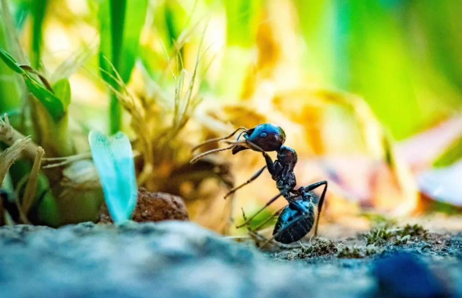 消滅螞蟻夢境解析