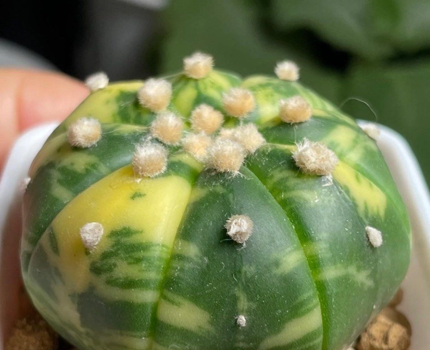 多肉植物黃化處理