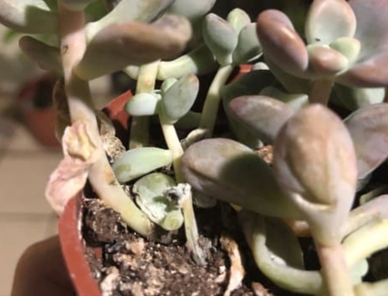 多肉植物葉子爛掉