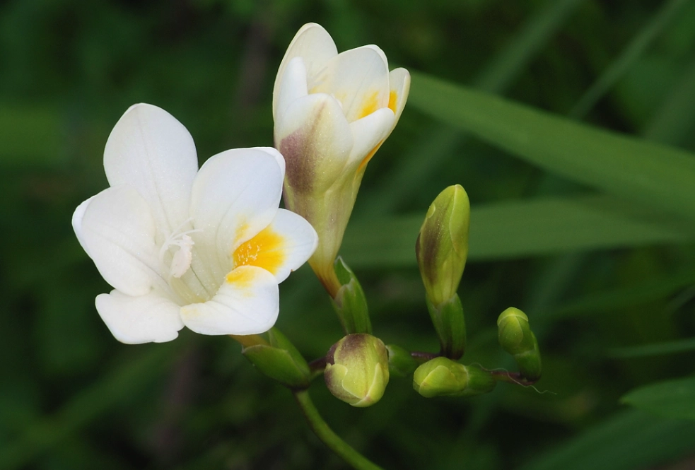 小蒼蘭照顧 小蒼蘭照顧