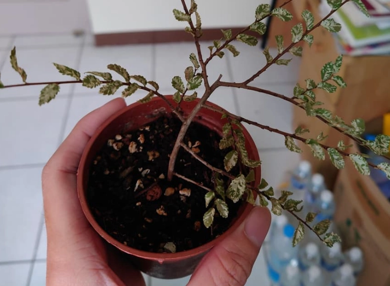 植物死掉土壤處理