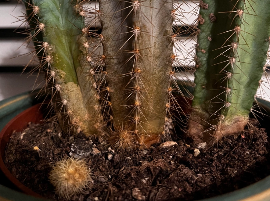 仙人掌枯黃原因