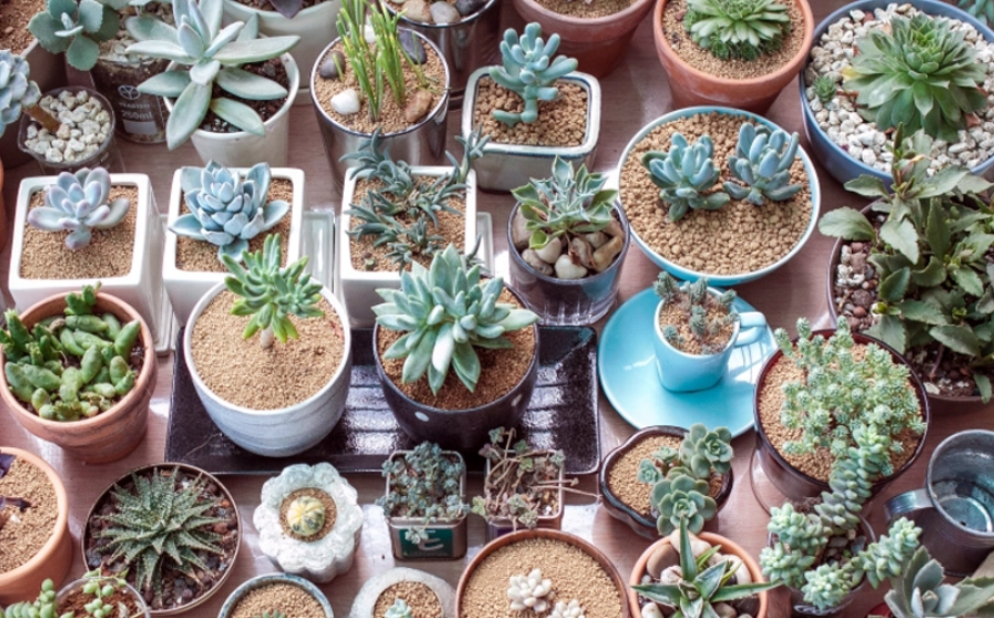 多肉植物養護方法