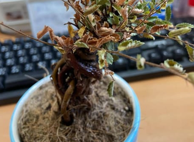 植物死亡土壤問題