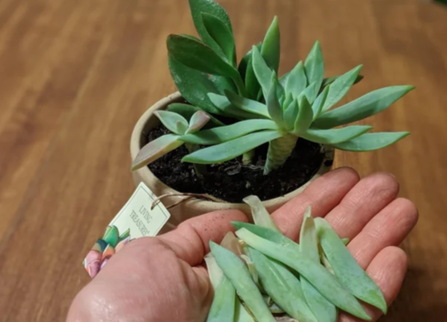 多肉掉葉子救活