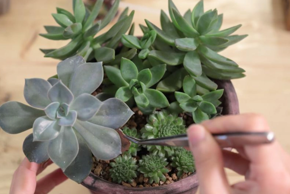 徒長原因與解決