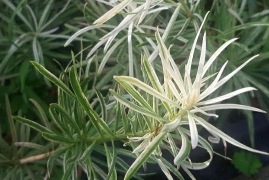 虎斑羅漢松價格