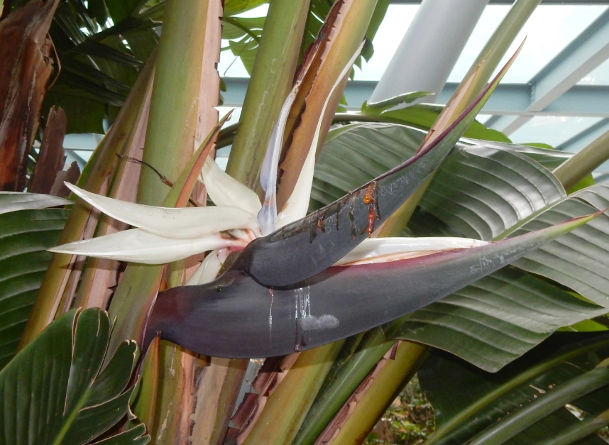 天堂鳥病蟲害防治