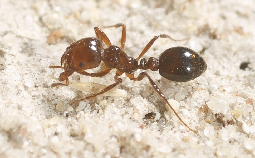 消滅螞蟻夢境解析