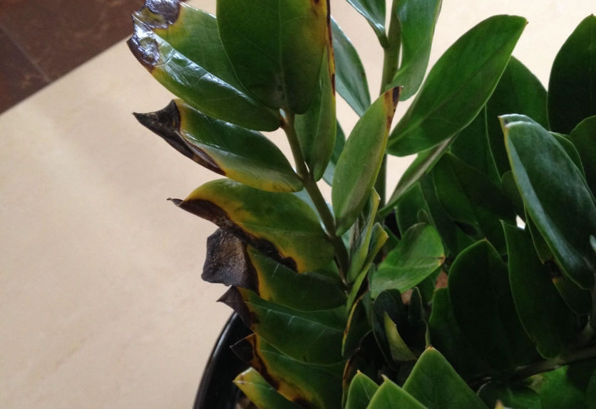 金錢樹葉子變黑原因