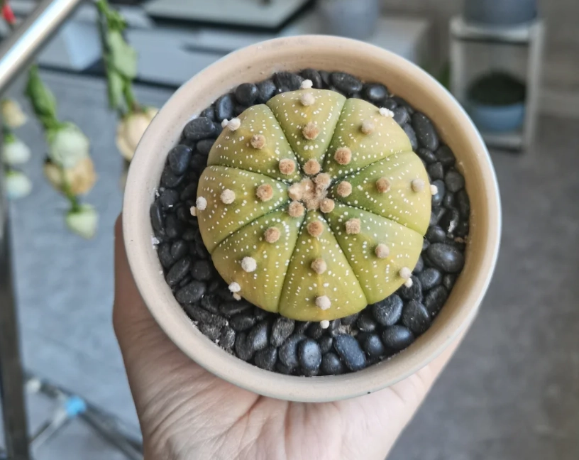 多肉兜變黃解決方法