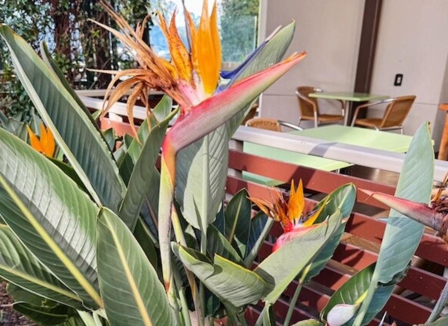 天堂鳥病蟲害防治