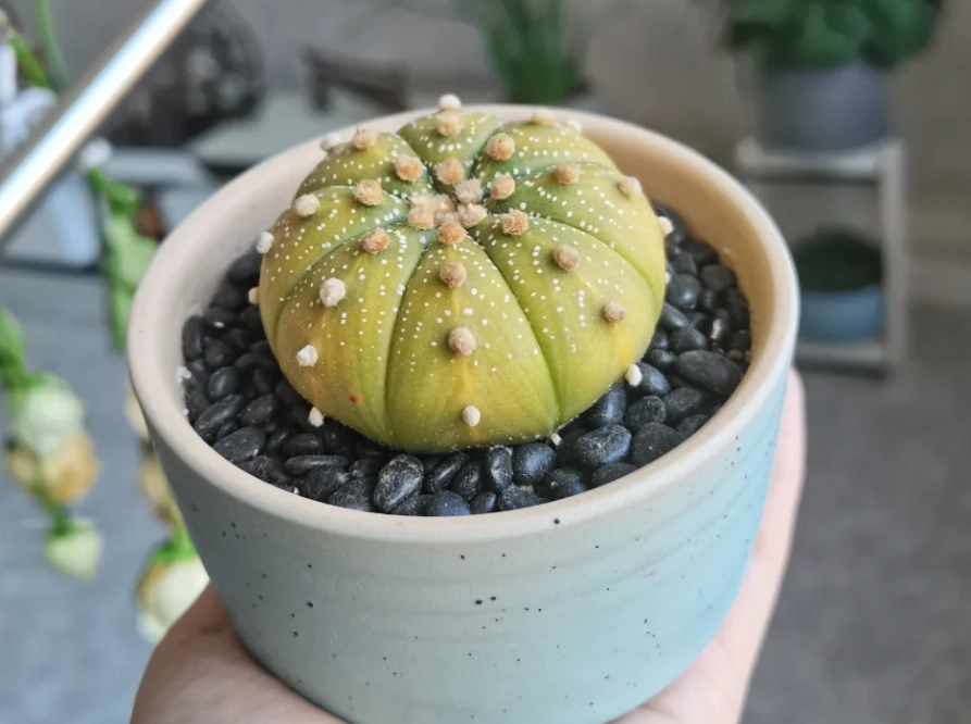 多肉植物黃化處理