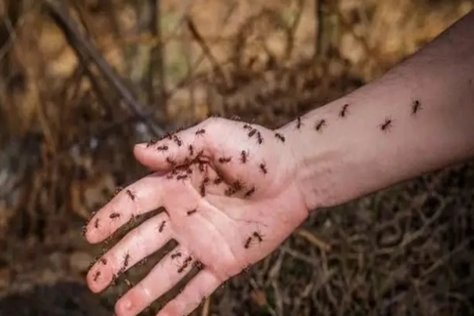 夢到螞蟻在身上心理