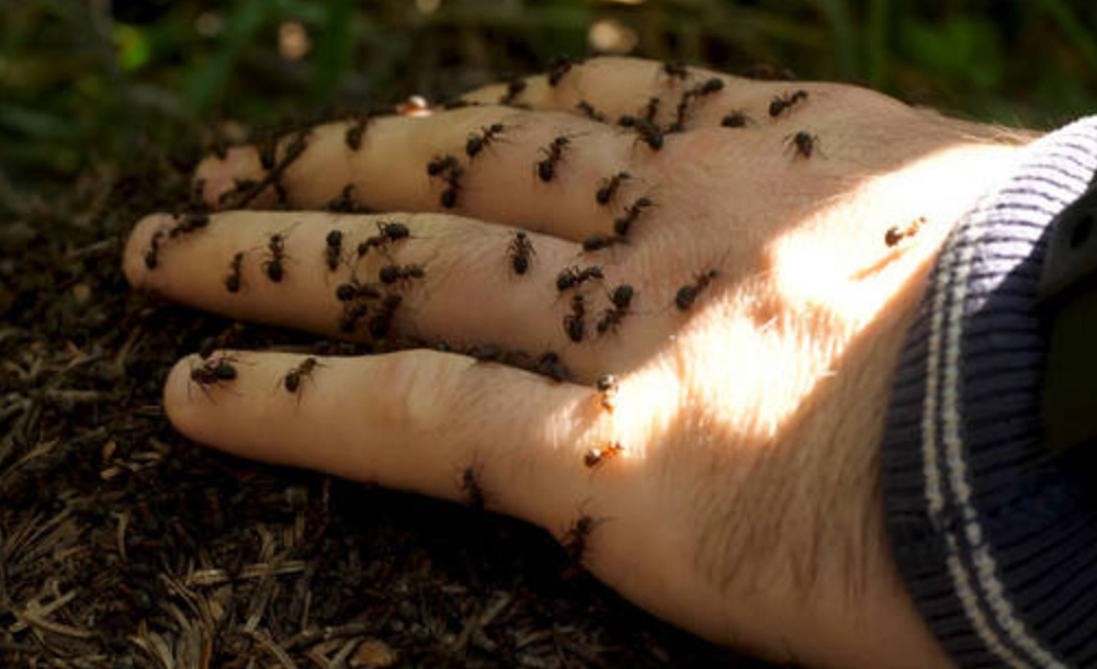 夢見螞蟻在身上解夢