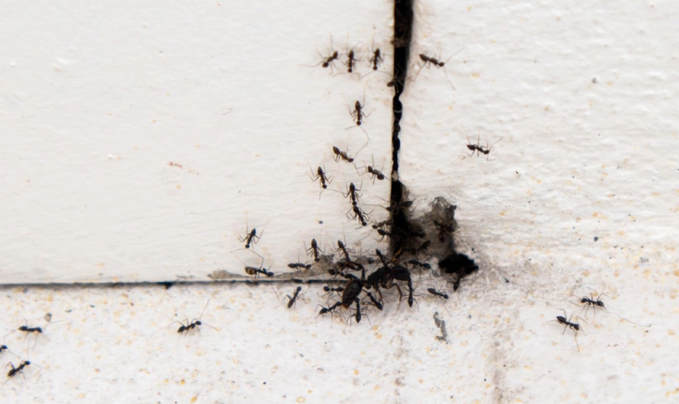 夢見螞蟻在牆上 解析