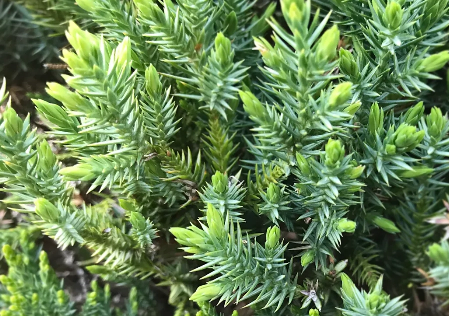 刺柏病蟲害防治