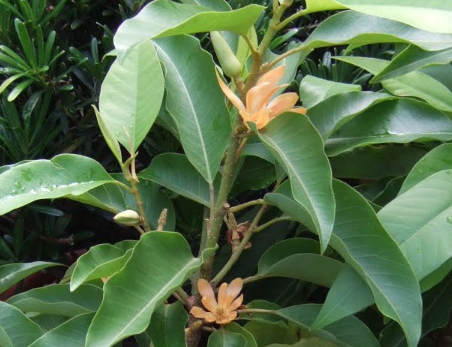 玉蘭花肥料推薦