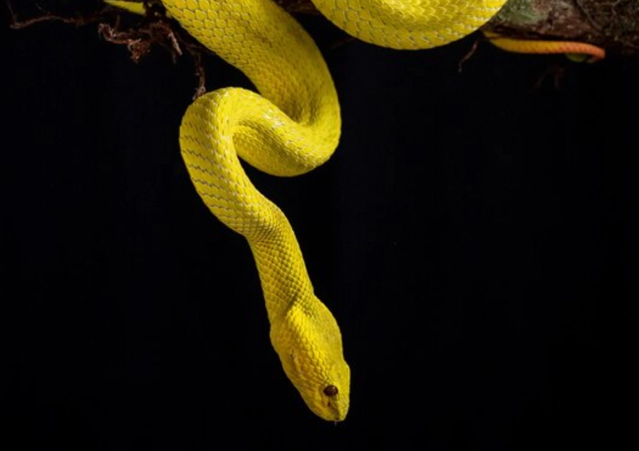 夢境解析黃蛇 夢境解析黃蛇