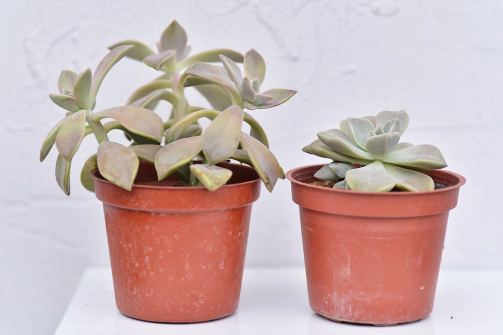 多肉植物徒長處理