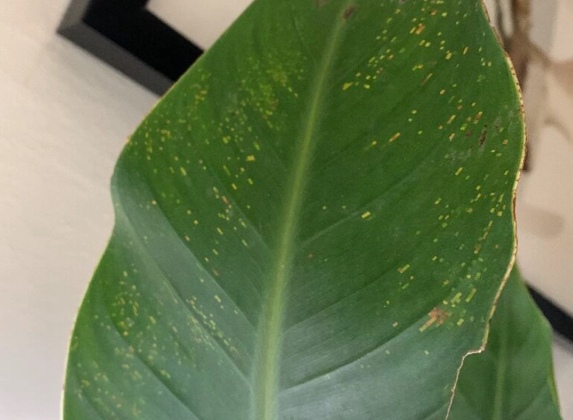 天堂鳥葉子發黃