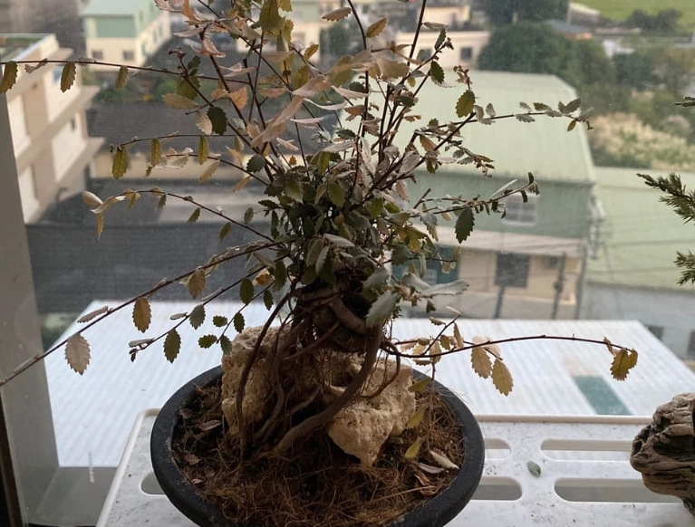 植物枯死原因