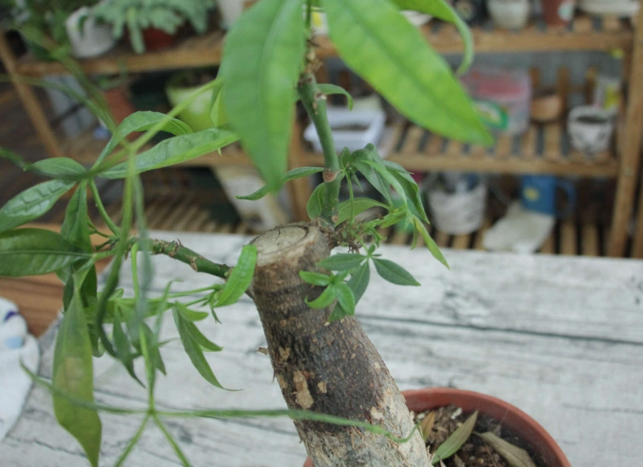 發財樹照顧技巧