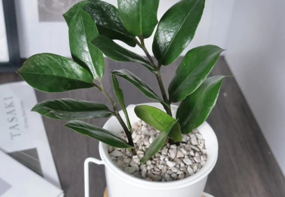 金錢樹圓葉養護