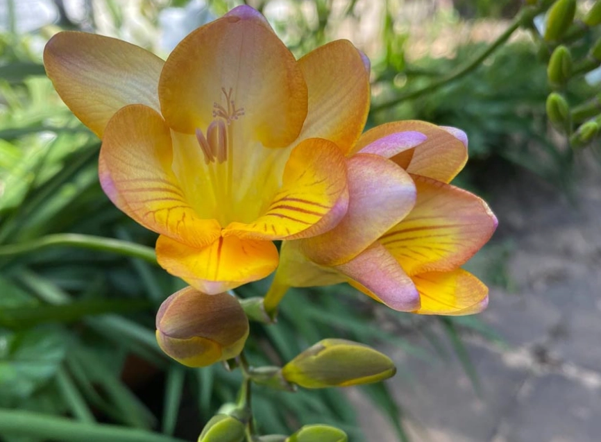 小蒼蘭種植 小蒼蘭種植