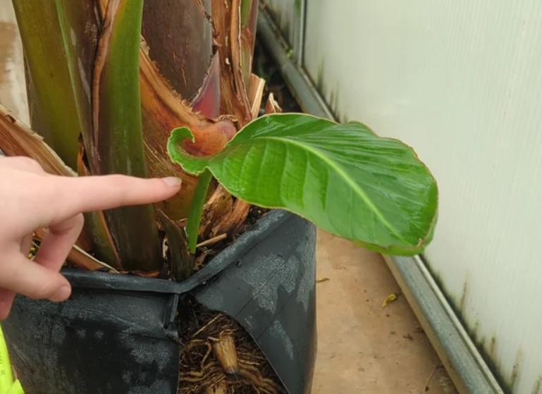 天堂鳥養護方法