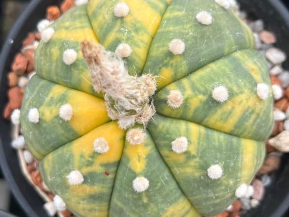 多肉兜變黃原因