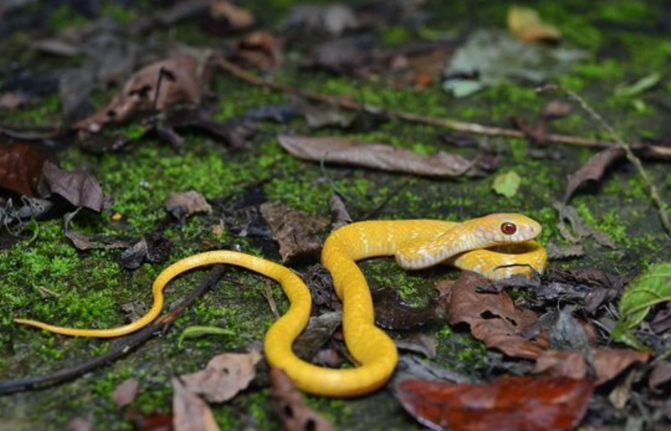 黃色蛇夢境心理學 黃色蛇夢境心理學