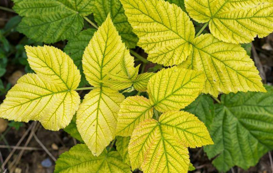 葉子變黃處理方法