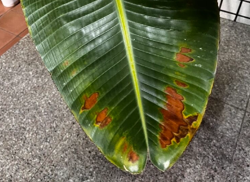 天堂鳥病蟲害防治