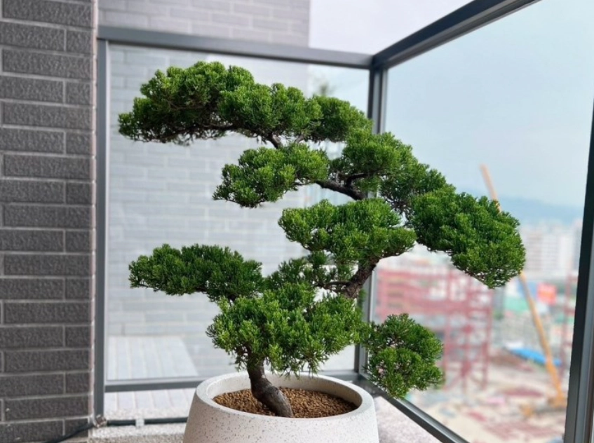 真柏與珍珠柏比較