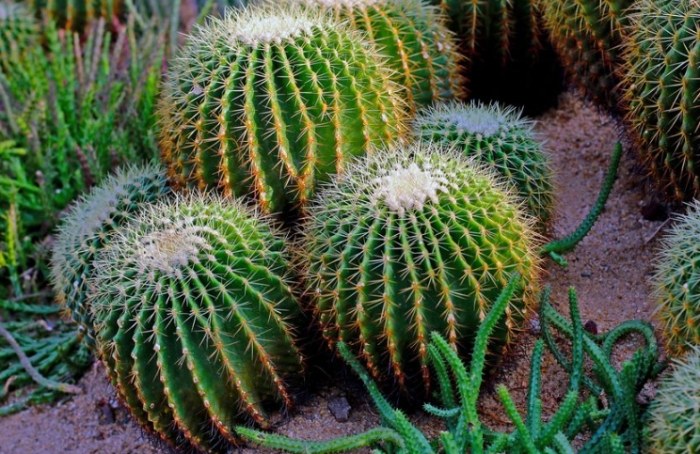 仙人掌爛肉 仙人掌爛肉