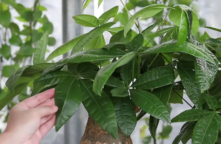 發財樹缺水 發財樹缺水