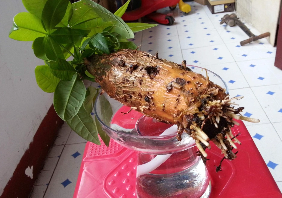 水耕發財樹爛根